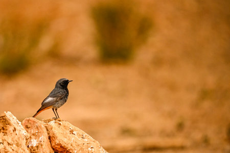 Black Redstart or Phoenicurus ochruros, standing on a rockの写真素材