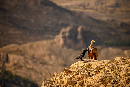 Raven or Corvus corax, standing among vultures