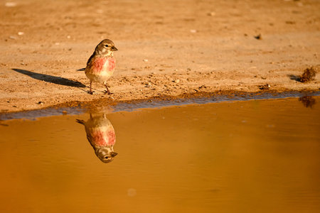 Linnet or Linaria cannabina, reflected in the golden spring