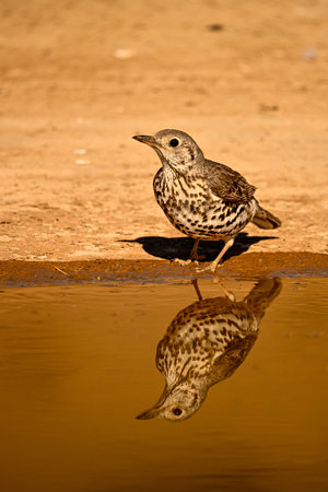 Thrush or Turdus viscivorus, reflected in the golden spring