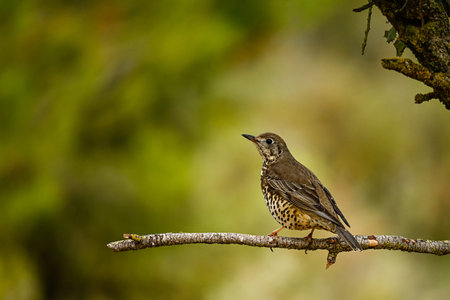 Common Thrush or Turdus viscivorus, perched on a twigの写真素材