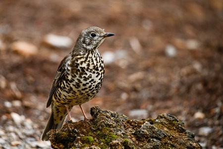 Common Thrush or Turdus viscivorus, perched on a rock
