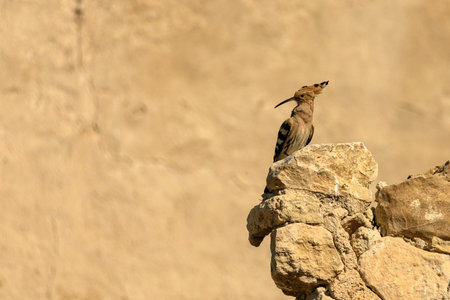 A striking Hoopoe (Upupa epops) perched on an old stone wall.の写真素材