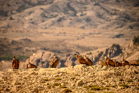 Griffon vultures or Gyps fulvus perched on the mountainの写真素材