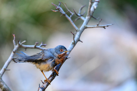 Subalpine warbler - Sylvia cantillans, perched on a tree branch on a plain backgroundの写真素材