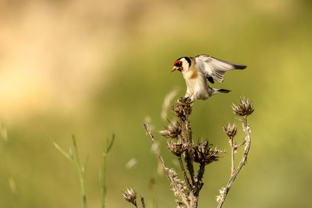 A European goldfinch (Carduelis carduelis) perches on a dry plant, displaying its vibrant plumage. The soft-focus background enhances the bird's striking colors and delicate details.の写真素材