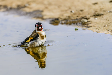 A European goldfinch (Carduelis carduelis) enjoys a refreshing bath in a shallow puddle, splashing water droplets into the air.