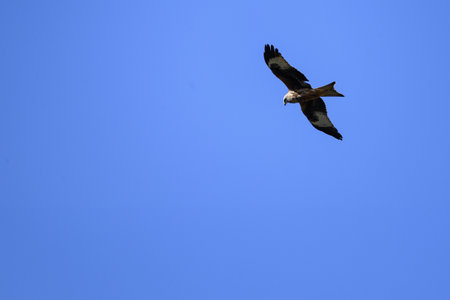 A red kite soars gracefully through the clear blue sky, showcasing its impressive wingspan and sharp gaze as it glides effortlessly.の写真素材
