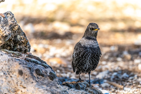 White-capped Blackbird or Turdus torquatus, passerine bird of the Turdidae familyの写真素材