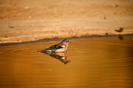 Common chaffinch or Fringilla coelebs, passerine bird of the Fringillidae family