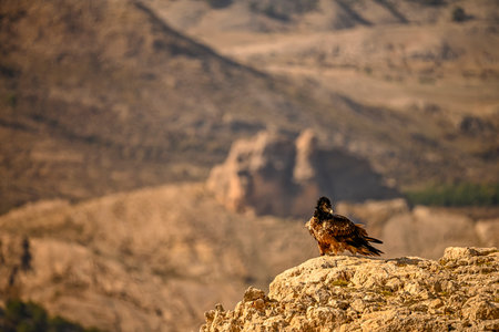 Bearded vulture or Gypaetus barbatus, together with griffon vulturesの写真素材