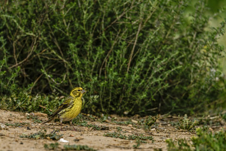 A vibrant yellow bird standing on the ground, surrounded by green vegetation and natural scenery.の写真素材
