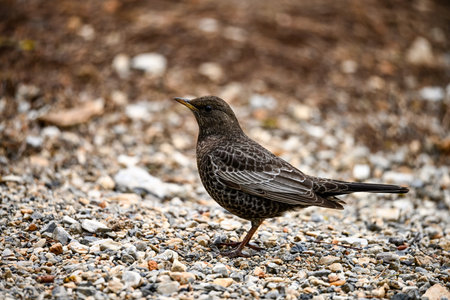 White-capped Blackbird or Turdus torquatus, passerine bird of the Turdidae family