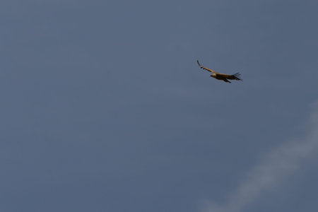 A majestic Griffon Vulture (Gyps fulvus) soaring high with its wings fully extended against a clear...