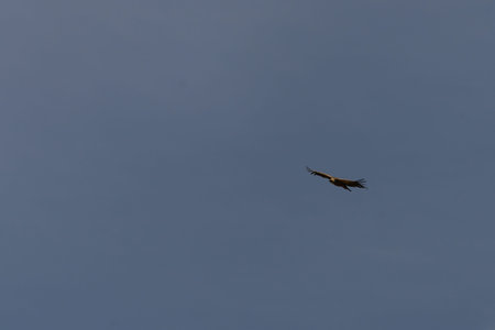 A majestic Griffon Vulture (Gyps fulvus) soaring high with its wings fully extended against a clear...