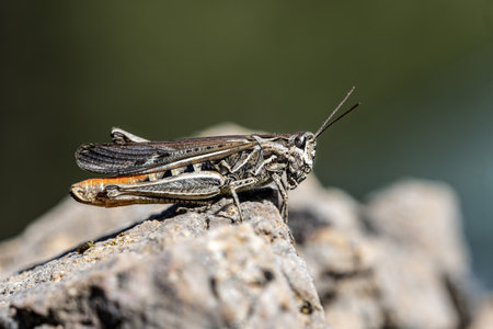 A Chorthippus biguttulus grasshopper resting on a rock, showing intricate patterns and textures on its body and wings.の写真素材