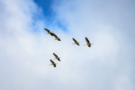 A flock of storks flies high against a bright blue sky, their wings spread wide as they glide...