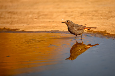 Black Redstart or Phoenicurus ochruros, reflected in the waterの写真素材