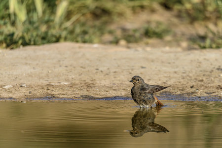 A female Black Redstart (Phoenicurus ochruros) stands in shallow water, with a perfect mirror reflection on the surface.の写真素材