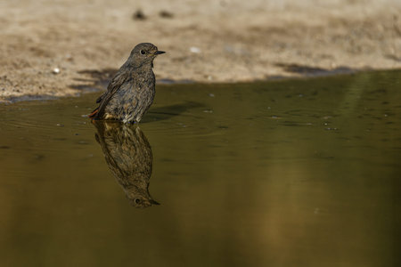 A female Black Redstart (Phoenicurus ochruros) stands in shallow water, with a perfect mirror...