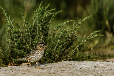 A rock sparrow (Petronia petronia) standing on a rock with green vegetation in the background.の写真素材