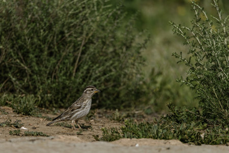 A rock sparrow (Petronia petronia) standing on the ground with green vegetation in the background.の写真素材