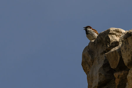 A male Spanish sparrow (Passer hispaniolensis) perches on a rugged rock, singing against a clear blue sky.の写真素材