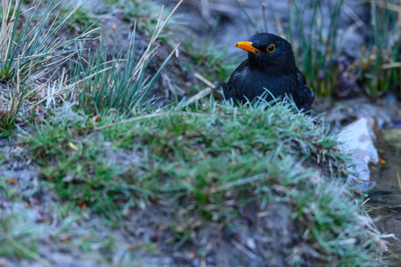 Common blackbird or Turdus merula, passerine bird of the Turdidae familyの写真素材