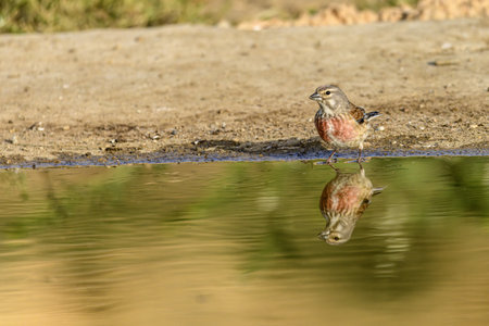 A common linnet (Linaria cannabina) stands near the edge of a pond, drinking water while its reflection is visible on the calm surface.の写真素材