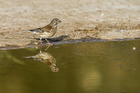 A common linnet (Linaria cannabina) stands near the edge of a pond, drinking water while its reflection is visible on the calm surface.の写真素材