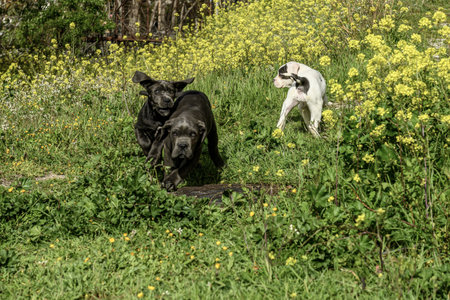 Three playful puppies explore the grassy field together, sniffing and interacting with curiosity in a natural outdoor setting.の写真素材