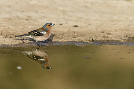 A common chaffinch (Fringilla coelebs) stands near a pond, its reflection visible on the still water, creating a tranquil scene.の写真素材