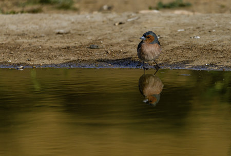 A common chaffinch (Fringilla coelebs) stands near a pond, its reflection visible on the still water, creating a tranquil scene.の写真素材