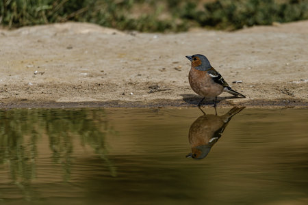 A common chaffinch (Fringilla coelebs) stands near a pond, its reflection visible on the still water, creating a tranquil scene.の写真素材