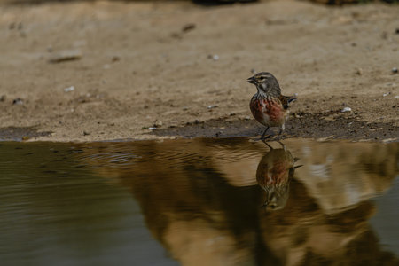 A common chaffinch (Fringilla coelebs) stands near a pond, its reflection visible on the still water, creating a tranquil scene.の写真素材