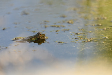 A green frog floats in a pond, partially submerged, blending with the aquatic vegetation and creating a peaceful scene.の写真素材