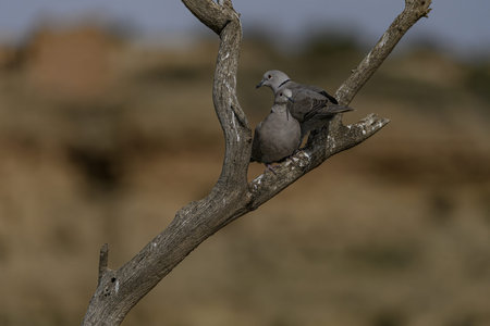 A Eurasian collared dove perches on a dry branch, its soft gray feathers contrasting with the blurred earthy background.の写真素材