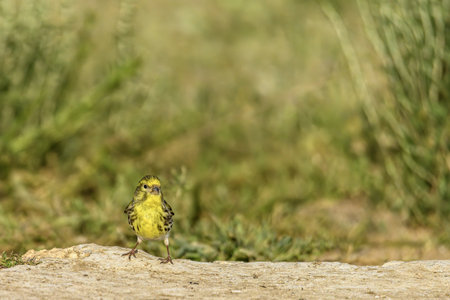 A vibrant yellow bird standing on the ground, surrounded by green vegetation and natural scenery.の写真素材