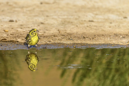 A small yellow bird stands near a puddle, its reflection visible in the calm water.の写真素材