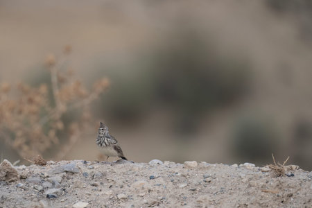 Crested lark resting on reddish soil surrounded by dry grasses and open field elements