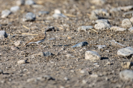 Short-toed lark on stony soil with neutral background and natural lightingの写真素材