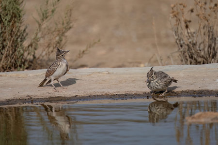 Crested lark by the edge of a puddle with a clear reflection and dry ground background