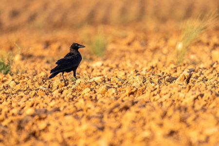 Rook standing on rough tilled soil with natural warm colors and soft lightの写真素材
