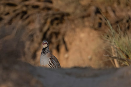 Red-legged partridge on rocky soil partially lit by natural light in dry habitatの写真素材
