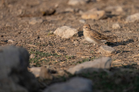Short-toed lark on stony soil with neutral background and natural lightingの写真素材