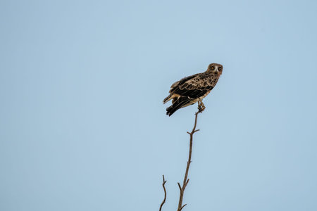 Short-toed snake eagle sitting calmly on a dry branch with bright sky in the background