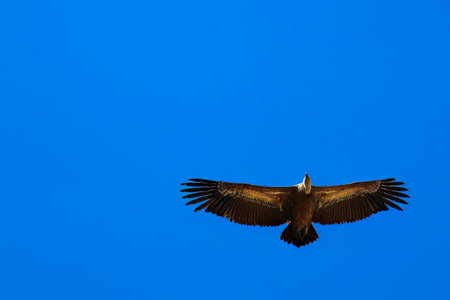 Griffon vulture flying overhead with open wings against a vibrant blue sky