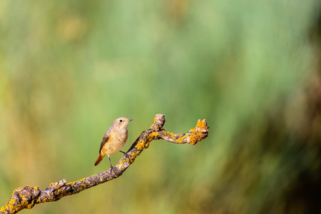 Female redstart standing on a branch with yellow lichen, blurred green background