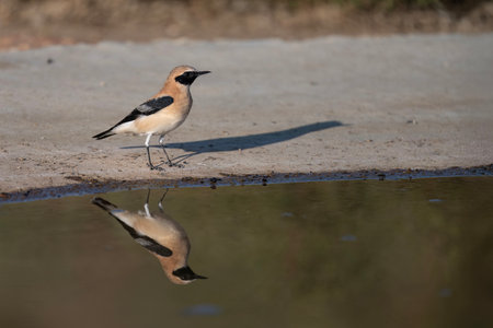 Female wheatear standing near water with clear reflection and dry backgroundの写真素材