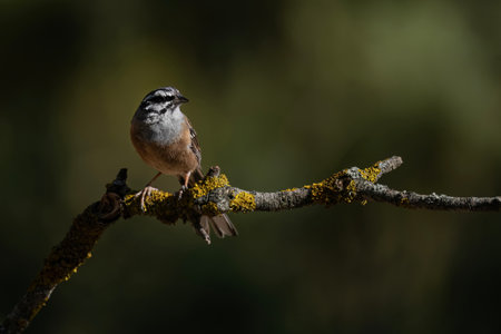 Rock bunting on a textured branch with vivid light and soft background blurの写真素材